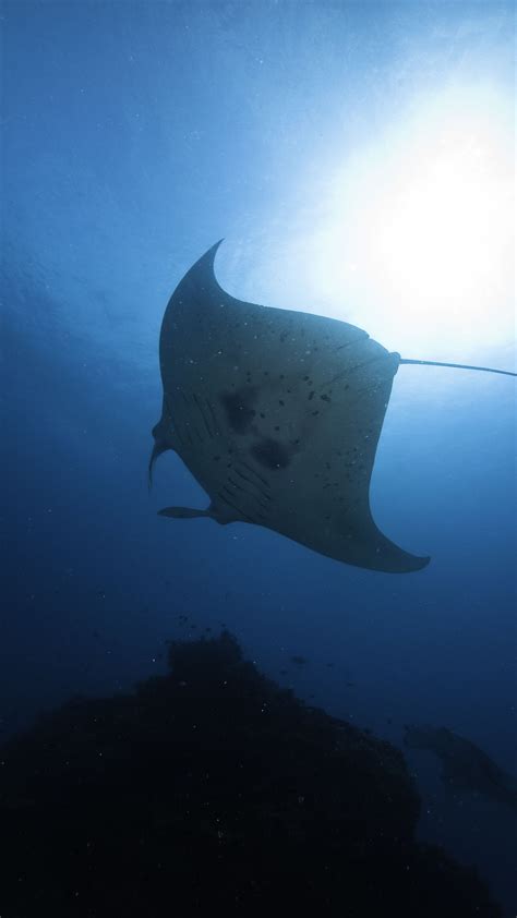 Manta Ray Facts - Great Barrier Reef Foundation - Great Barrier Reef ...