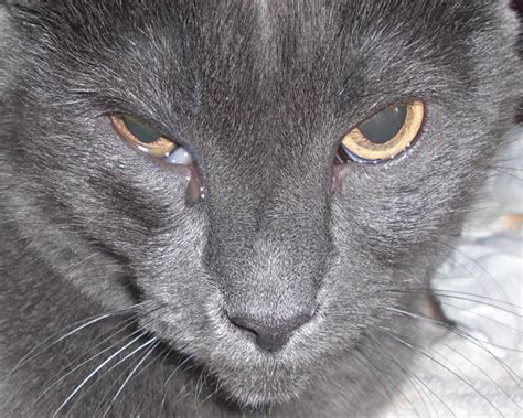 Chicago Feral Cat Files: Treating cats for common eye problems