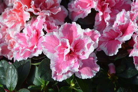 10 Gorgeous Flowering Houseplants | Azalea flower, Azaleas care, Flowers