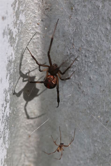 Redback Spiders - All you need to know! - PestXpert