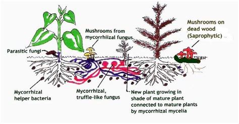 Alfa img - Showing > Mycorrhiza Mushroom | Stuffed mushrooms, Soil ...