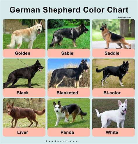 German Shepherd Colors - A Complete Guide