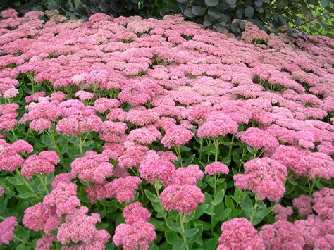 How to Grow: Sedum- grow sedum in the flower garden