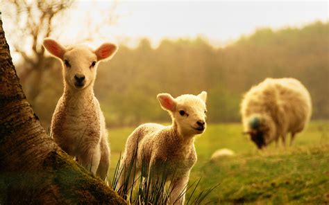 Baby Lamb Wallpapers - Top Free Baby Lamb Backgrounds - WallpaperAccess