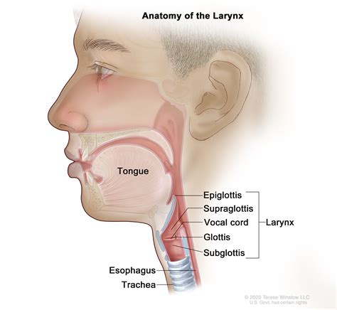 Larynx Diagram For Kids