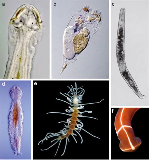 Recent progress in reconstructing lophotrochozoan (spiralian) phylogeny ...