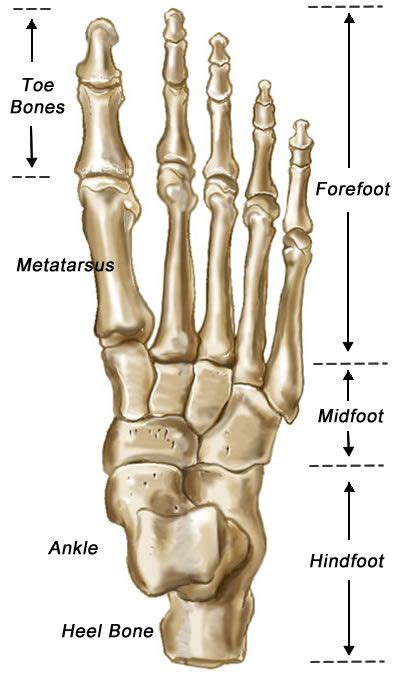 Foot Bones - (Find Out All About Your Feet & How They Work)