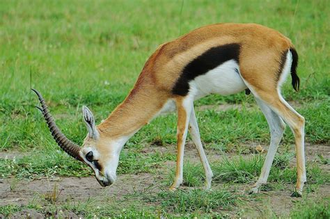 Thomson's Gazelle Grazing | National geographic animals, African ...