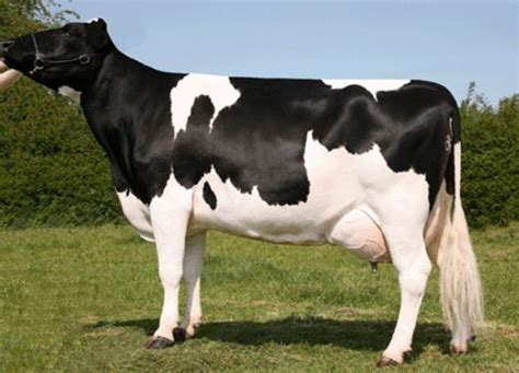 Mengenal Karakteristik Sapi Perah Friesian Holstein