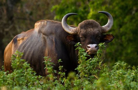 Gaur: Species in World Land Trust reserves