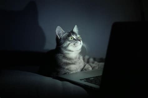 Premium Photo | Cute funny cat with laptop on sofa at home