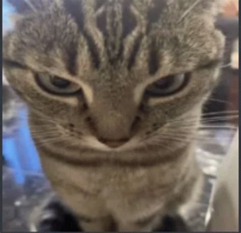 Angry Cat Angry Wide Cat Meme Meme - Angry Cat Angry Wide Cat Meme ...