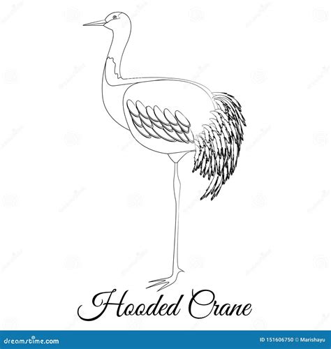 Hooded Crane Outline. Vector Coloring Stock Illustration - Illustration ...