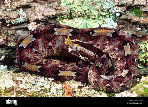 Rhinoceros Viper , Bitis nasicornis, Native to Central Africa Stock ...