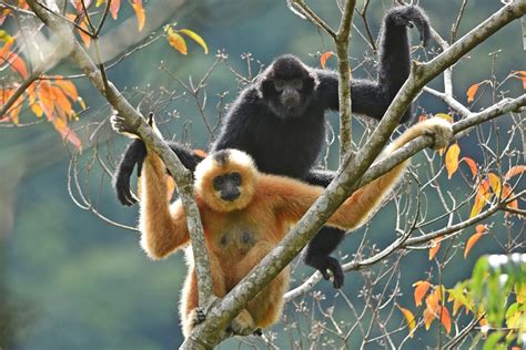 Critically endangered Hainan gibbons return from brink of extinction ...