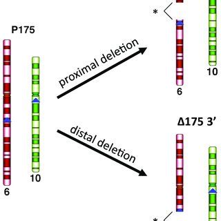 4: Strategy used to make deletions in chromosome 10. | Download ...