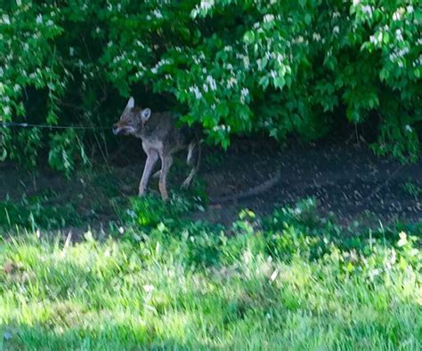 Louisville Coyote Removal & Trapping Services - Louisville, KY