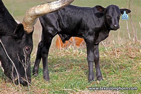 This pretty black Watusi bull calf is named Mount Blanc. He was born on ...