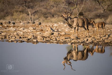 Etosha National Park - Best Photo Spots