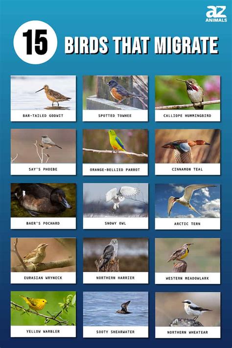 15 Types Of Migrating Birds - A-Z Animals