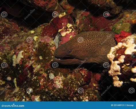 Moray Eel Showing Teeth Stock Photos - Image: 25144913