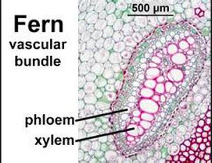 Filicinophyta - Phyla Groupings