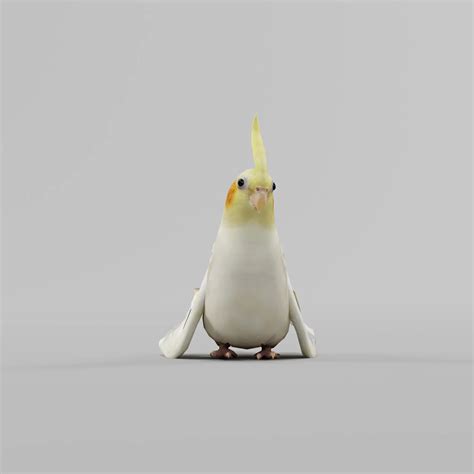 Cockatiel Parrot Bird - FlippedNormals