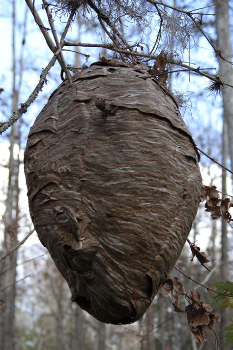 Paper Wasp Nest Vs Hornet Nest