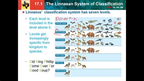 17.1: Linnaean system of classification - YouTube