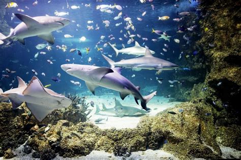 Top Sydney Activities for Luxury Travel - SEA LIFE Sydney Aquarium