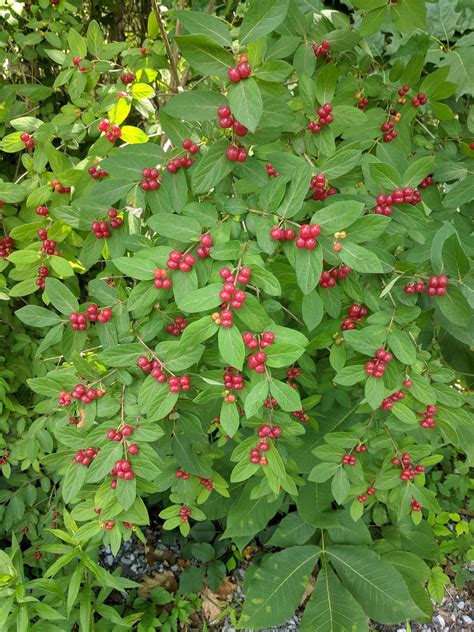 What kind of berries are these? First off, I'm from South Central ...