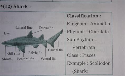 give scientific classification of shark up to class - Brainly.in