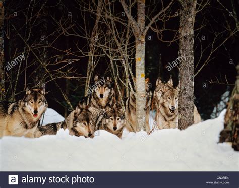 Gray Wolf Pack Stock Photos & Gray Wolf Pack Stock Images - Alamy