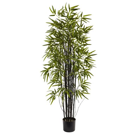 US$ 1.45 - 50PCS Black Lucky Bamboo Bonsai Seeds Garden Bambusa ...