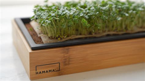 Hamama Microgreens Kit is your fail-proof indoor victory garden