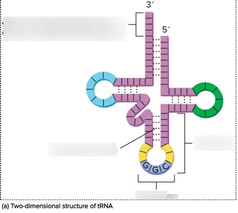 tRNA structure and function Diagram | Quizlet