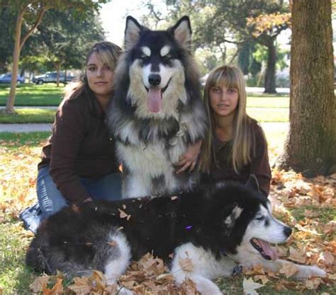 Alaskan Malamute Temperament - Pets Lovers