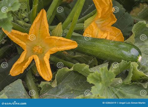 Zucchini Plant with Flowers and Fruits Stock Image - Image of diet ...