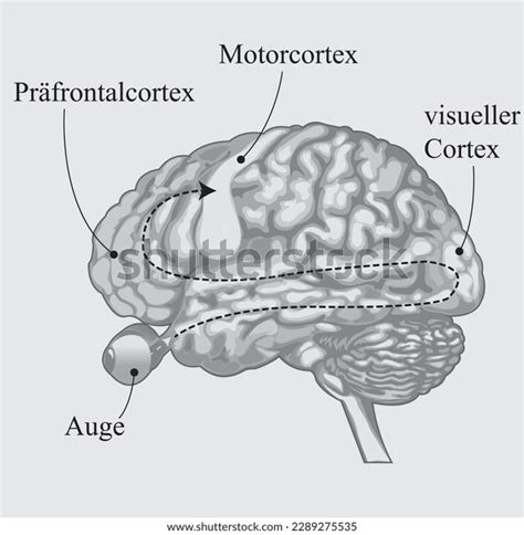 Horse Brain Anatomy Vector Illustration Perfect Stock Vector (Royalty ...