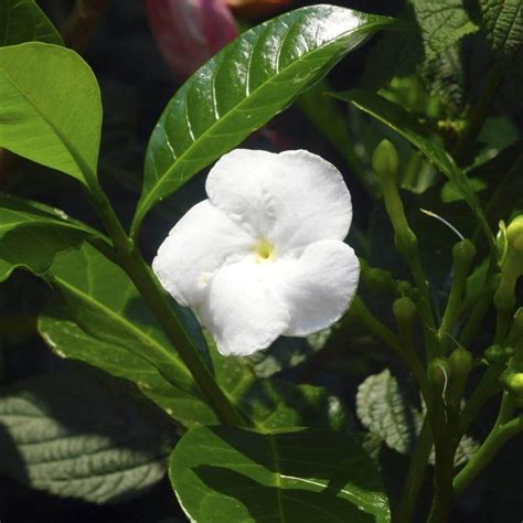 Crape Jasmine Circle - Santhi Online Plants Nursery