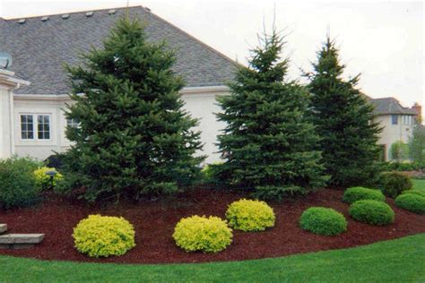 Cool Best Evergreen Landscaping Plants References