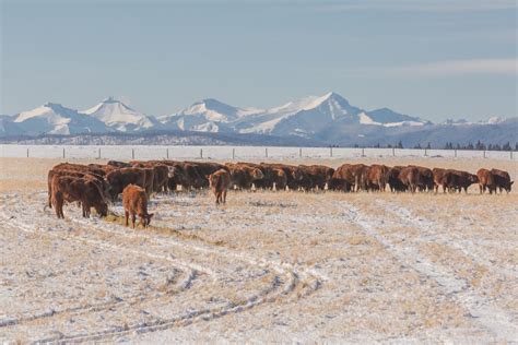 Cows eating silage during the winter | Holly Nicoll Photography