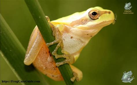 Do Frogs Bite? Exploring the Biting Behavior of Frogs - Frog Care Guide