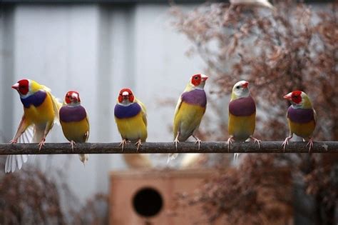 Top 7 Quiet Pet Birds Species (With Pictures) | Pet Keen