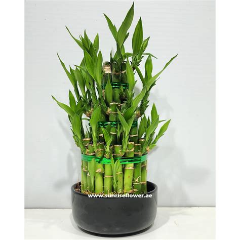 Lucky Bamboo Water Plant - Sunrise Flower