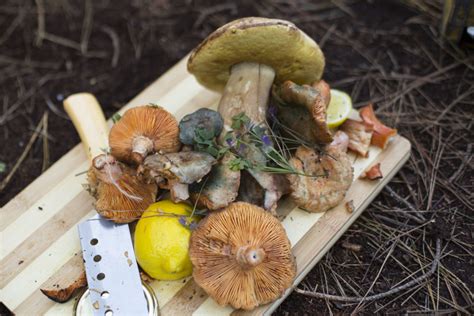 Mushroom foraging in Cape Town | CapeTown ETC