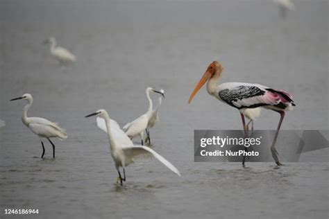 Pulicat Lake Photos and Premium High Res Pictures - Getty Images