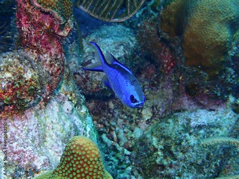 Blue Chromis Damselfish on the Reef Stock Photo | Adobe Stock