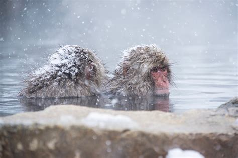 Returning to See the Japan Snow Monkeys (in Winter, This Time)