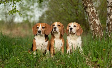 Beagle Colors: The Standard & Rare Beagle Coat Colors - K9 Web